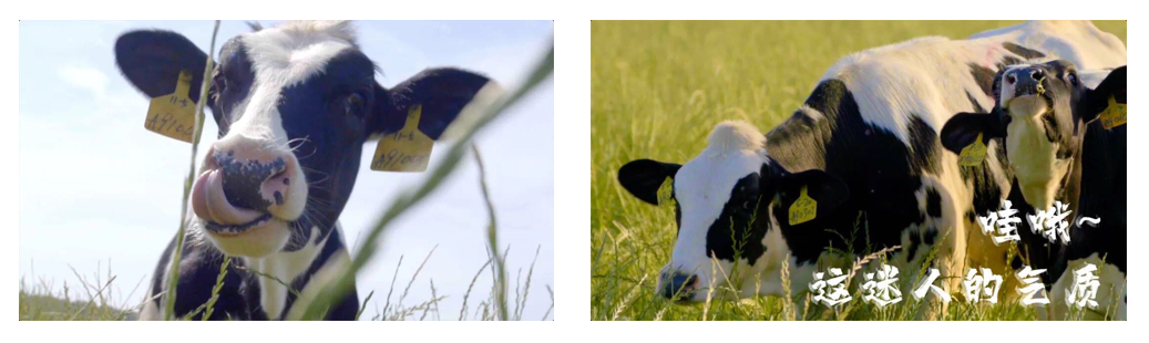 花花牛丨每天一杯奶，幸福健康喝出來?。?！