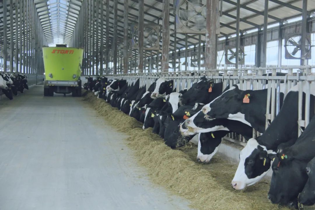 花花牛丨駐馬店市遂平縣政協(xié)黨組書記、主席張衛(wèi)東一行蒞臨花花牛魯山瑞亞牧場參觀