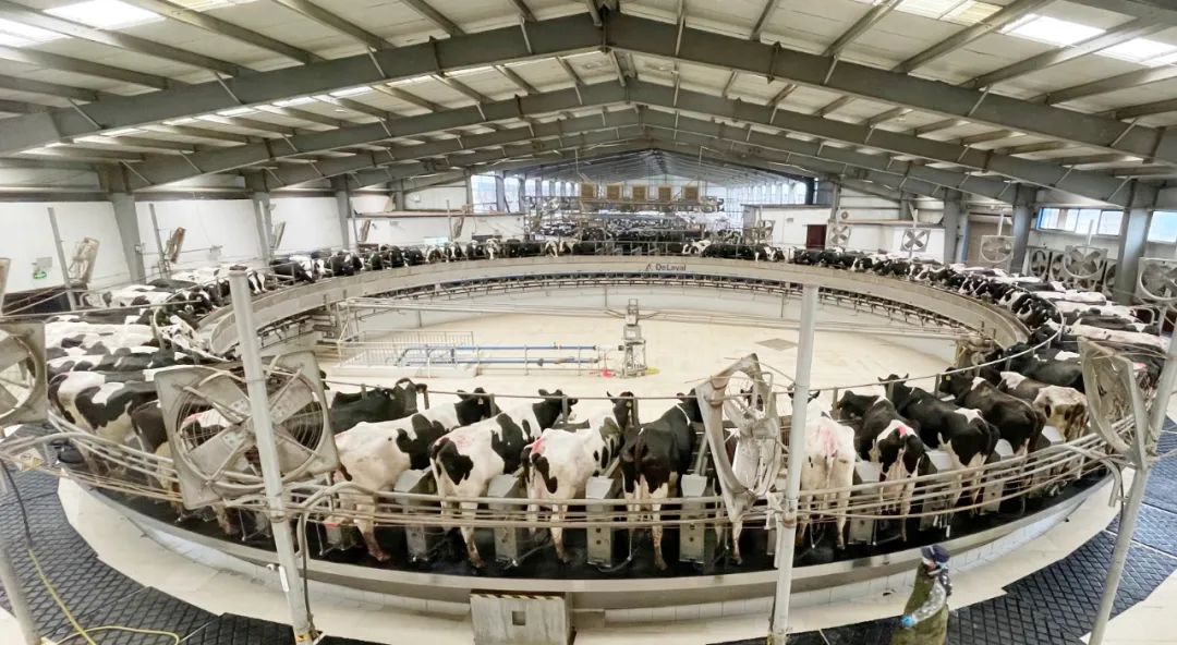 凝心聚力·贏創(chuàng)未來 | 花花牛乳業(yè)集團召開營銷、養(yǎng)殖及飼料經(jīng)營工作會議