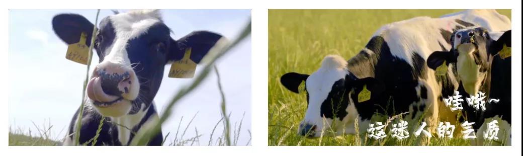 榮譽(yù) | 2019年度河南省美麗牧場(chǎng)名單新鮮出爐 花花牛乳業(yè)集團(tuán)旗下六個(gè)牧場(chǎng)榜上有名 榮譽(yù) | 2019年度河南省美麗牧場(chǎng)名單新鮮出爐 花花牛乳業(yè)集團(tuán)旗下六個(gè)牧場(chǎng)榜上有名