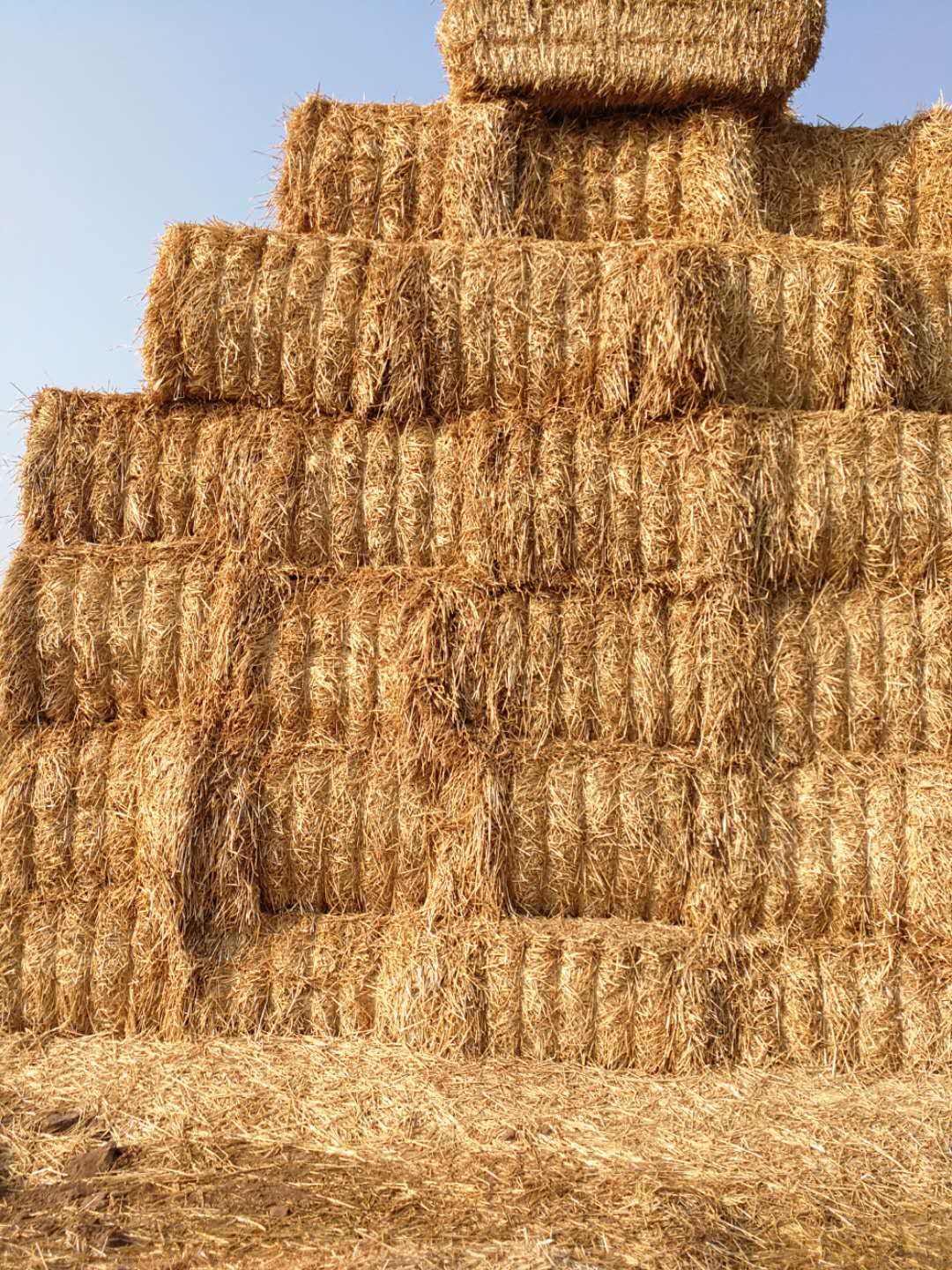 河南花花牛乳業(yè)集團(tuán)股份有限公司 2020年小麥秸稈訂單采購信息 河南花花牛乳業(yè)集團(tuán)股份有限公司 2020年小麥秸稈訂單采購信息